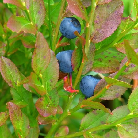 Blauwe bosbes - vaccinium myrtillus