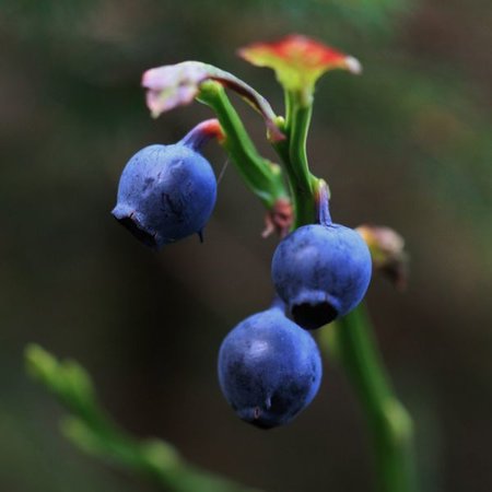 Blauwe bosbes - vaccinium myrtillus