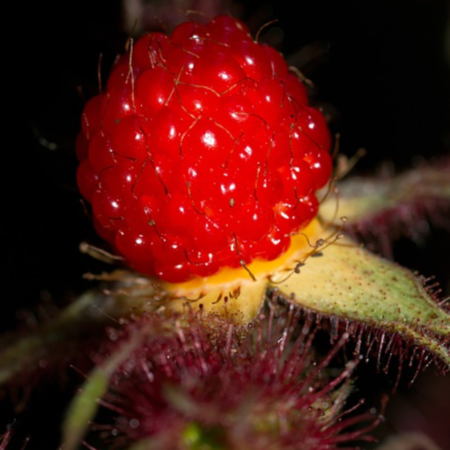 framboisier fraise