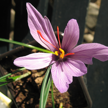 Geval dik Gedachte Ecoflora - Crocus sativus (bol)