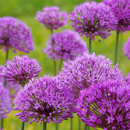 Allium 'Purple sensation' (bol)