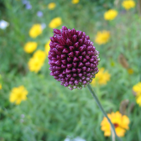 Allium sphaerocephalon (bulbe)