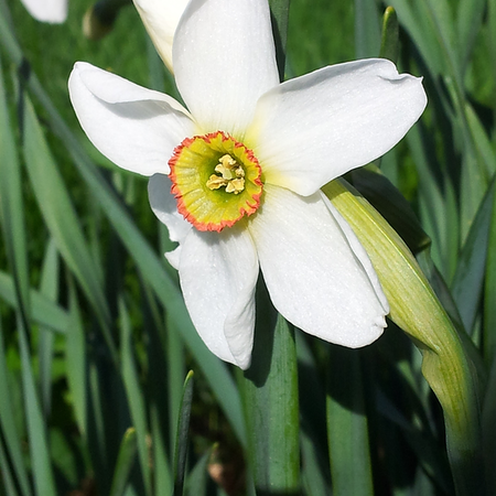 Narcissus poeticus recurvus (bol)