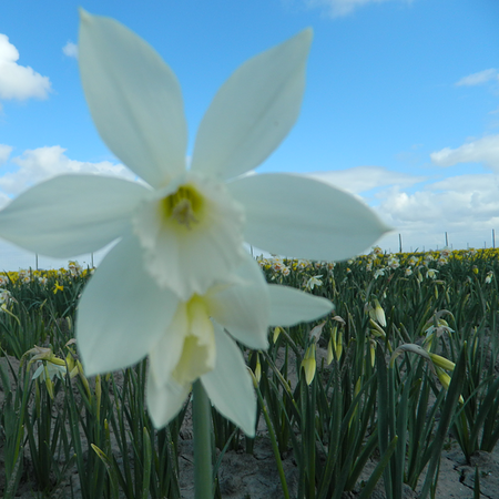 Narcissus 'Thalia' (bol)