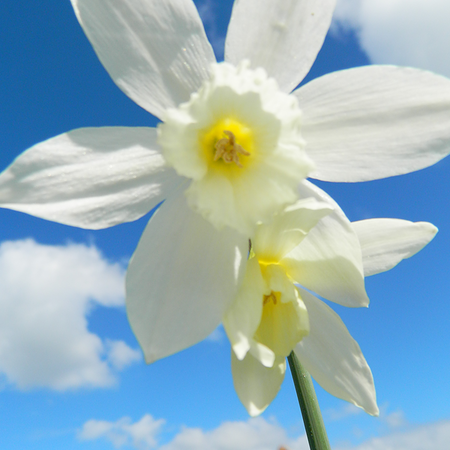 Narcissus 'Thalia' (bol)