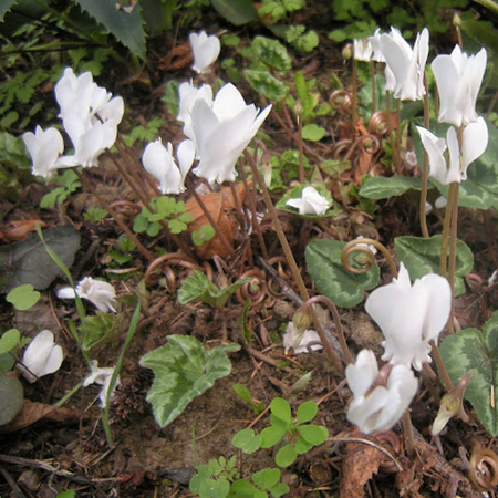 Cyclamen hederifolium 'album' (bol)