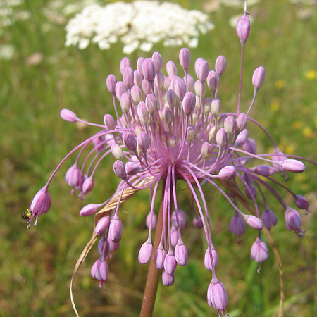 Allium carinatum (bol)