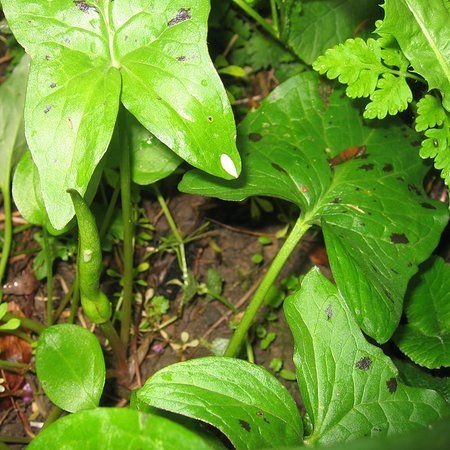 Arum maculatum (bol)