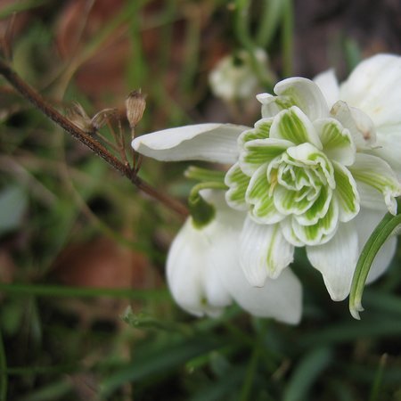 Galanthus nivalis 'flore pleno' (bol)