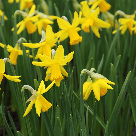 Narcissus 'February Gold' (bulbe)