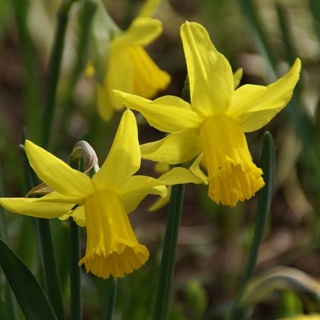Narcissus 'February Gold' (bol)