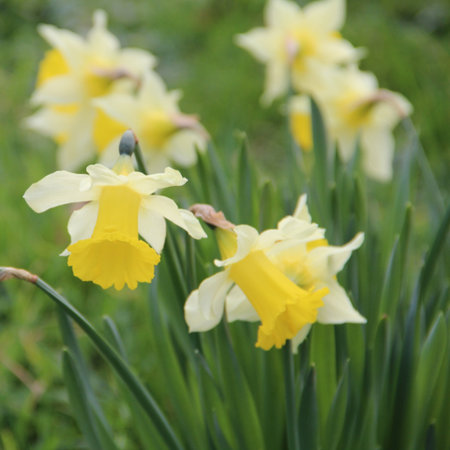 Narcissus pseudonarcissus subsp.lobularis (bulbe)