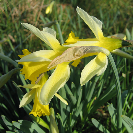 Narcissus pseudonarcissus subsp. lobularis (bol)