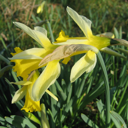Narcissus pseudonarcissus subsp.lobularis (bulbe)