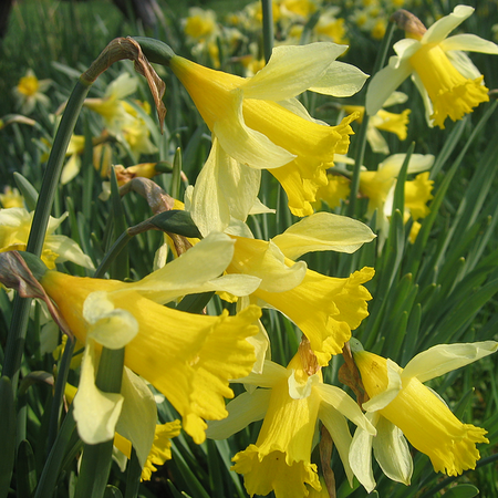 Narcissus pseudo narcissus (bol)