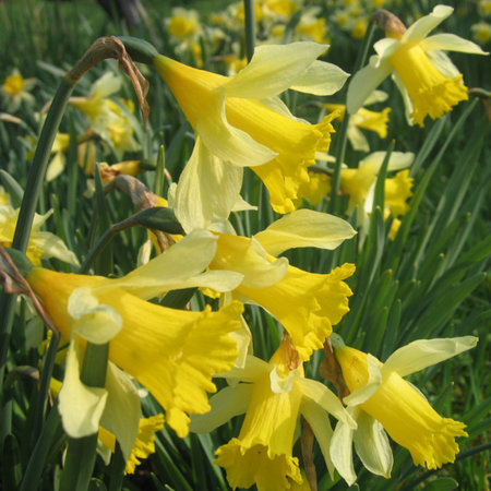 Narcissus pseudo narcissus (bulbe)