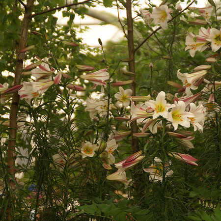 Lilium regale (bulbe)