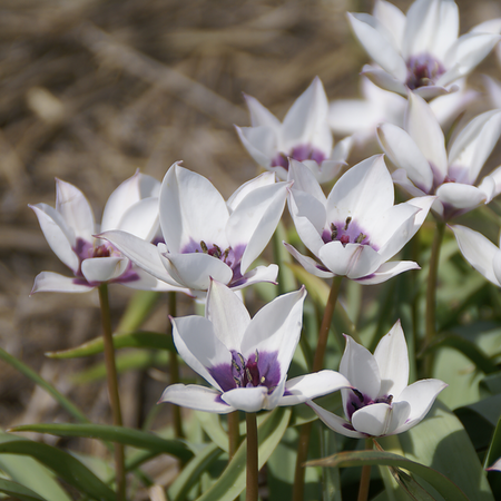 Tulipa humilis v. pulchella 'Alba Caerulea Ocula'