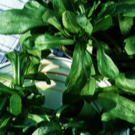 Mâche A grandes feuilles de Hollande (semences)