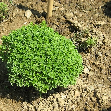 Basilic fin vert (semences)