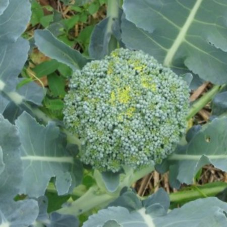 Broccoli Vert Calabrais (zaad)