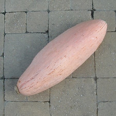 Potiron Pink Jumbo Banana (semences)