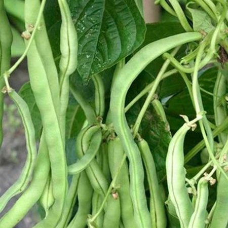 Haricot à rames mangetout Trebona (semences)