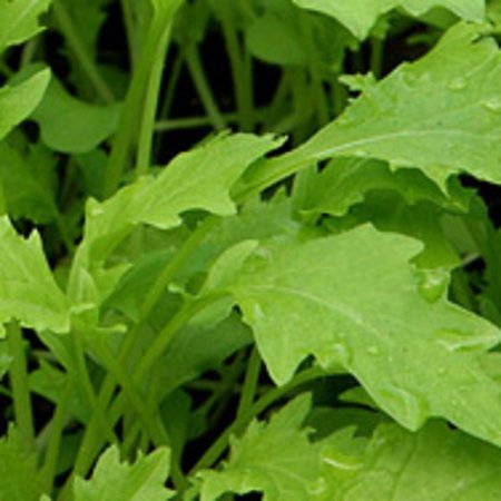 Salade Asiatique Namenia (semences)