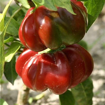 Spaanse peper Tomate (zaad)