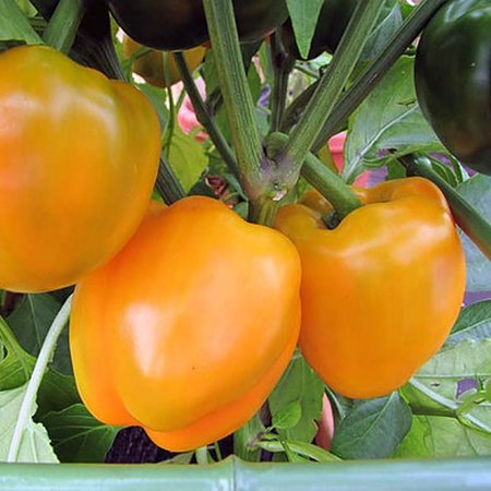 Paprika Oranje California Wonder (zaad)