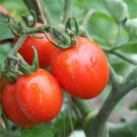 Tomate Prince Borghese (semences)
