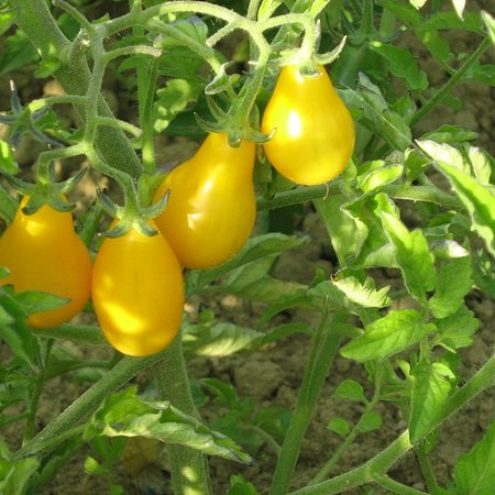 Tomate cerise jaune Poire Jaune (semences)
