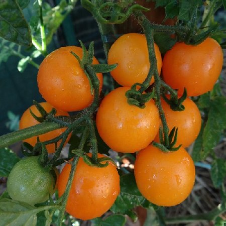 Tomate cerise jaune ronde (semences)
