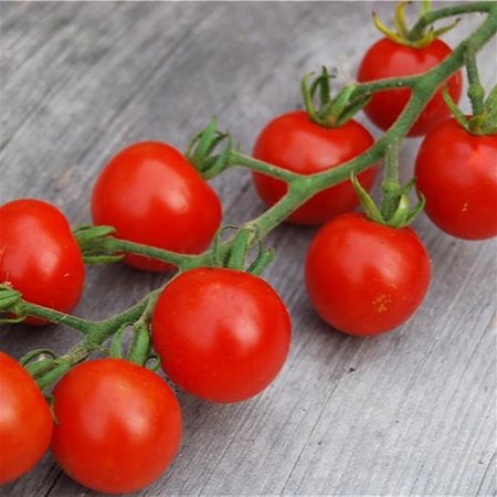 Tomate Gardener's Delight (semences)