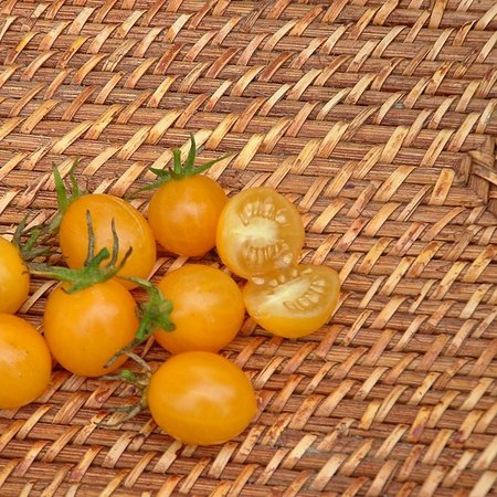 Tomate cerise jaune Cocktail Clementine (semences)