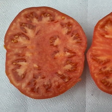 Tomate Suzy (semences)