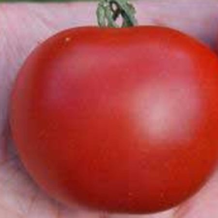 Tomate Matina (semences)
