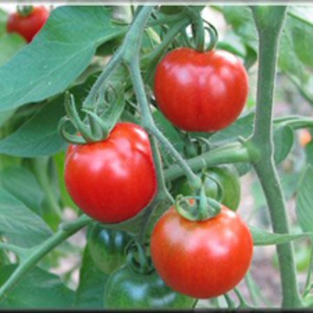 Tomate Stupice (semences)