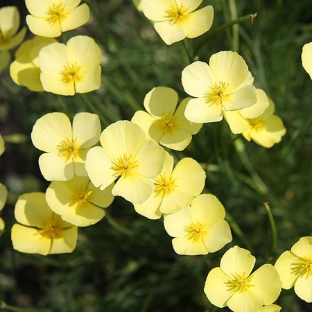 Pavot de californie jaune (semences)