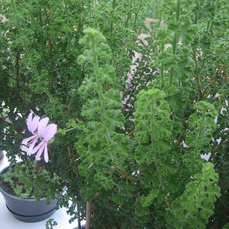 Pelargonium crispum 'Minor'