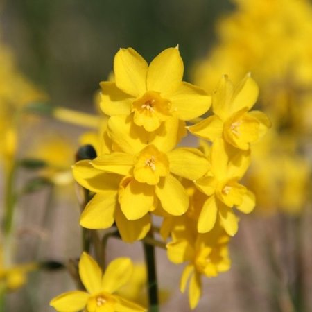 Narcissus jonquilla 'Henriquesii' (bol)