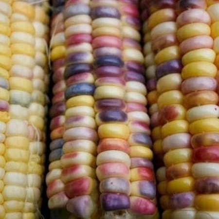 Zachte veelkleurige maïs Inca Rainbow  (zaad)