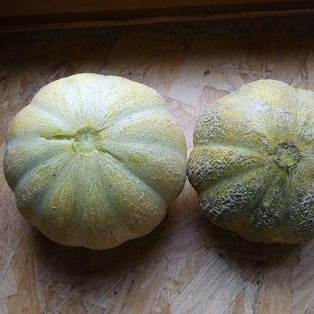 Meloen Jenny Lind (zaad)