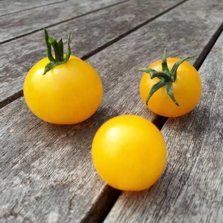 Tomate cerise Balconi jaune (semences)