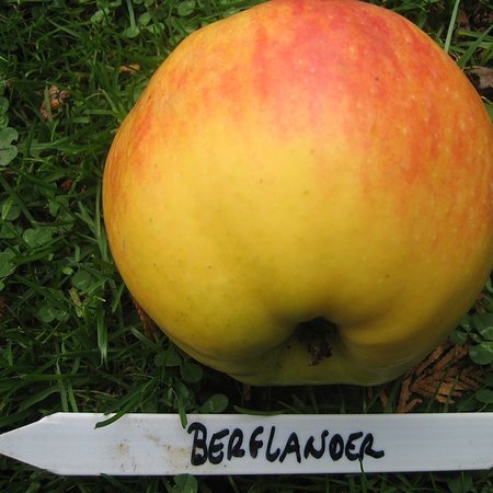Bellefleur Flamand (Berglander)