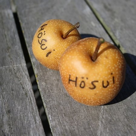 Nashi Hosui