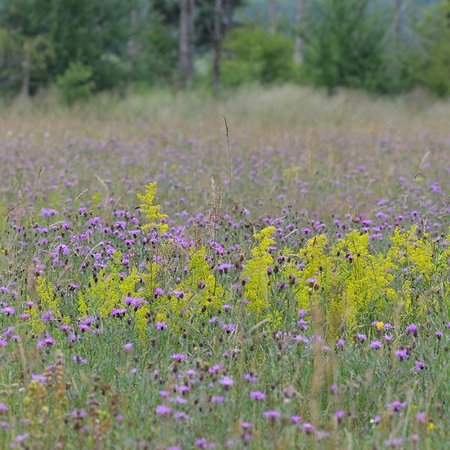 D2 Prairie fleurie pour sols secs 50/50