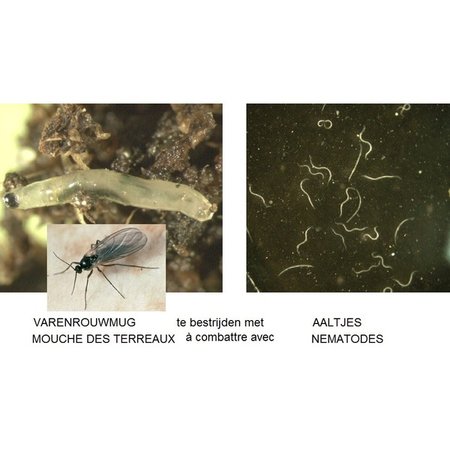 Nematodes anti mouches des terreaux