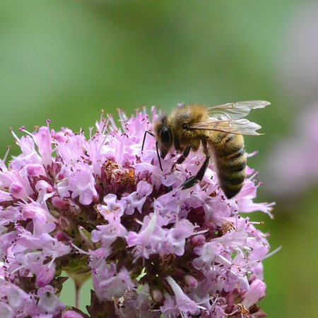 _B12 Bijen- en vlindermengsel
