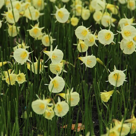 Narcissus bulbocodium 'Spoirot' (bulbe)